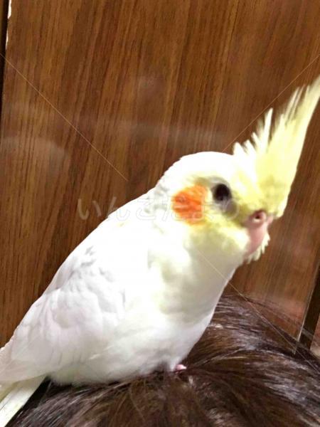 迷い鳥の写真