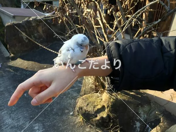 保護鳥の写真
