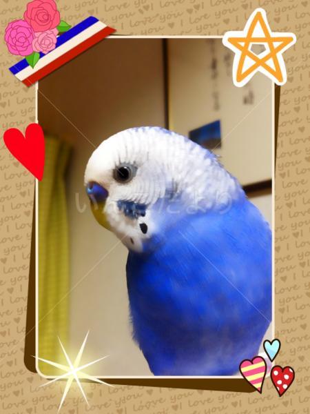 迷い鳥の写真