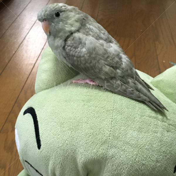 迷い鳥の写真