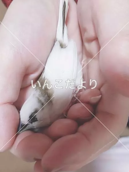 保護鳥の写真
