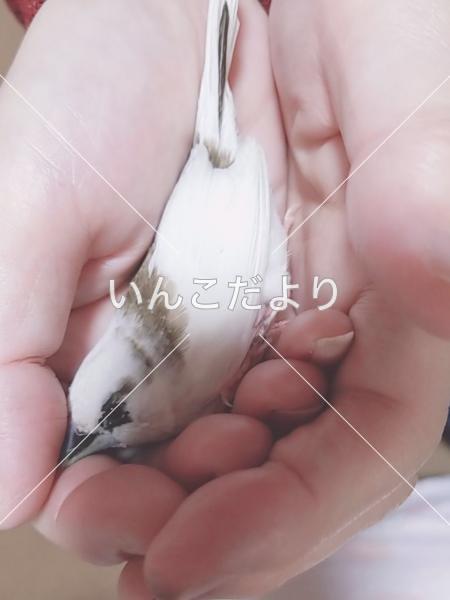 保護鳥の写真