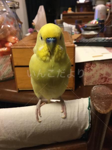 迷い鳥の写真