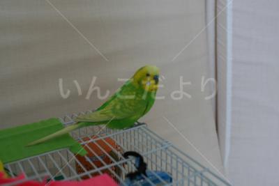 迷い鳥の写真