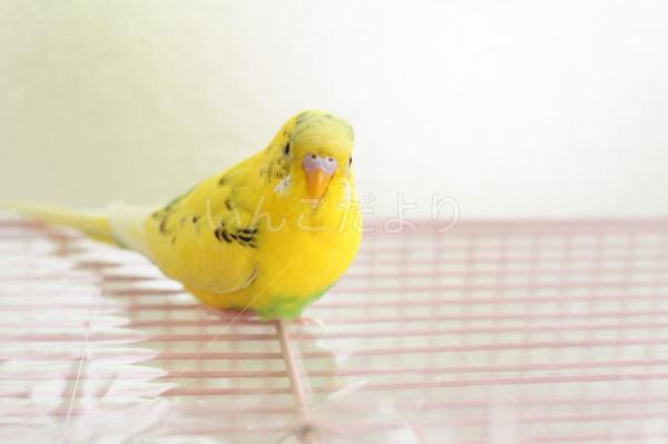 迷い鳥の写真