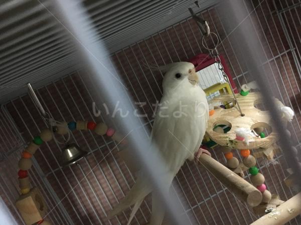 迷い鳥の写真
