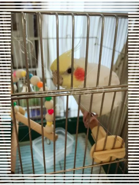 保護鳥の写真