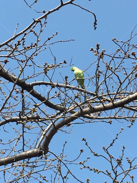 保護鳥の写真