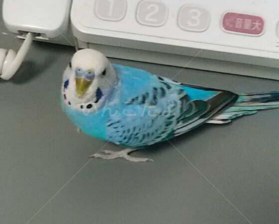 保護鳥の写真