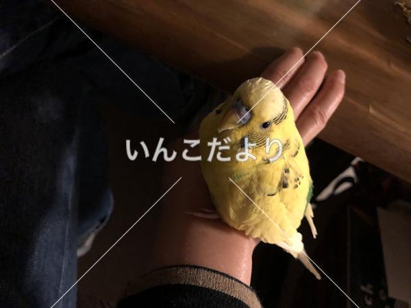 迷い鳥の写真