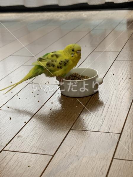迷い鳥の写真