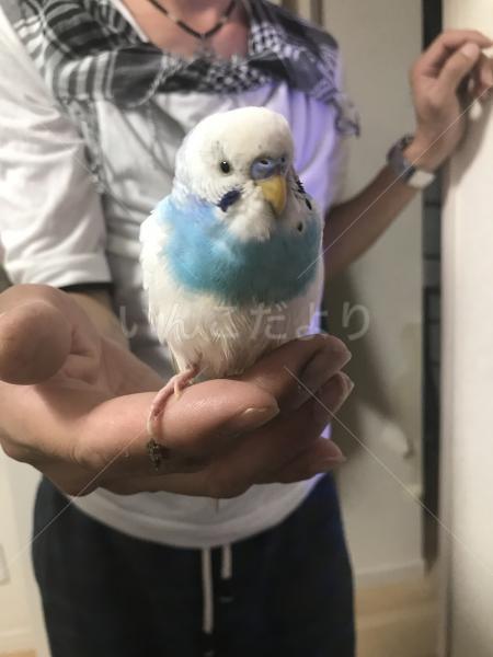 保護鳥の写真