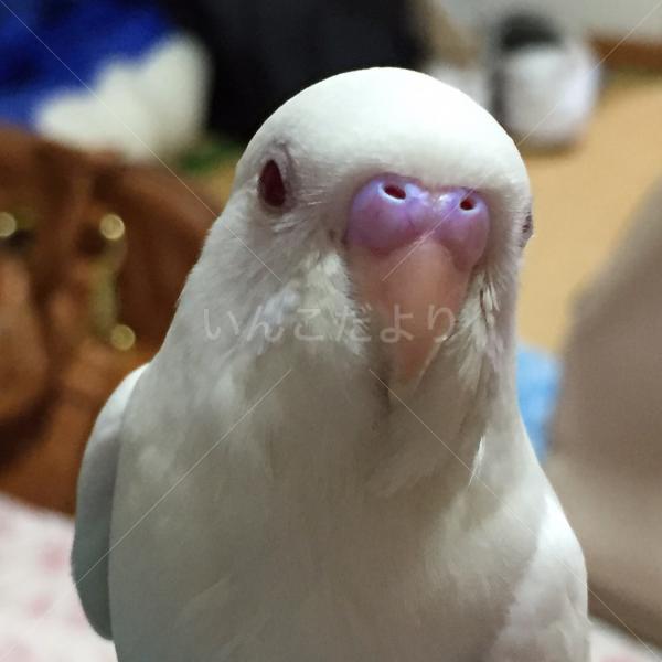 迷い鳥の写真