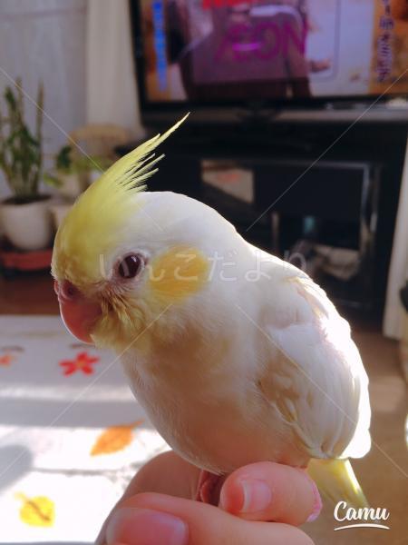 迷い鳥の写真