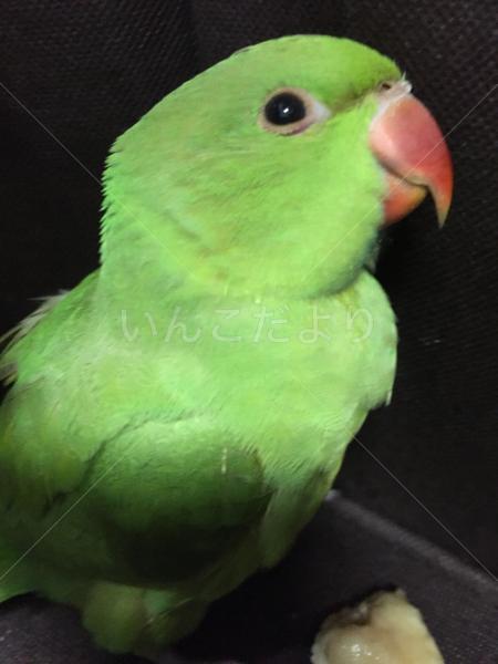 保護鳥の写真