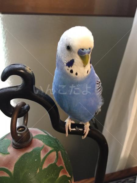 迷い鳥の写真