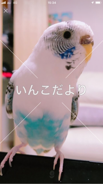迷い鳥の写真