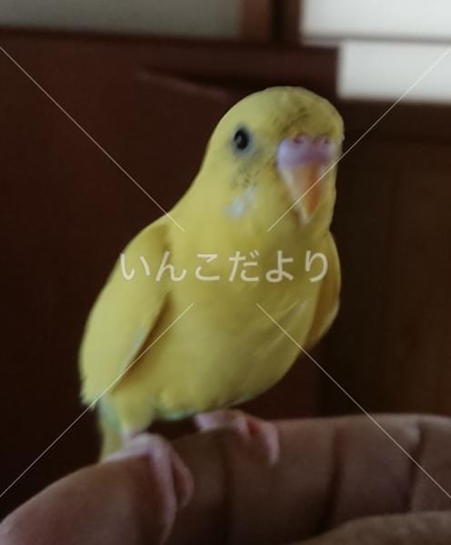 迷い鳥の写真