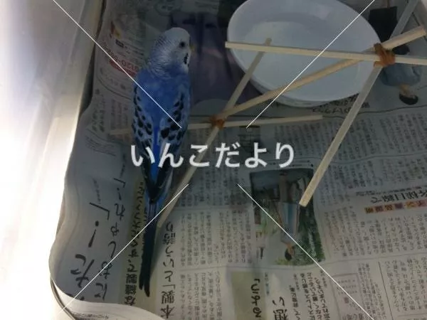 保護鳥の写真