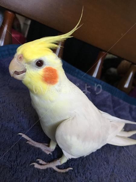 迷い鳥の写真