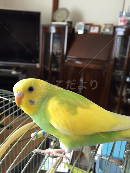 迷い鳥の写真