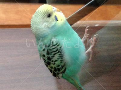 保護鳥の写真