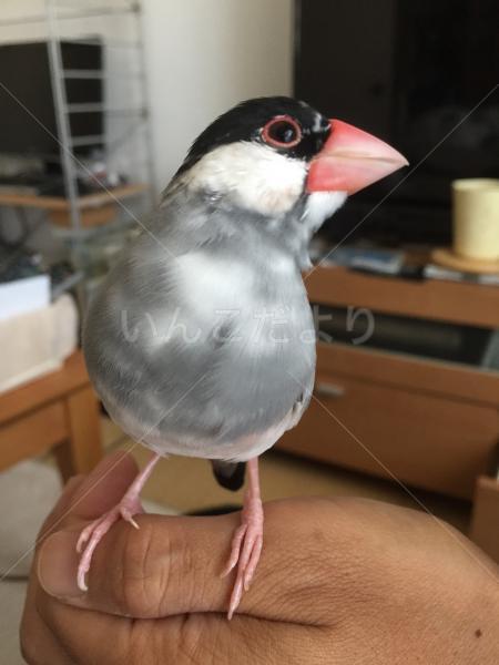 迷い鳥の写真