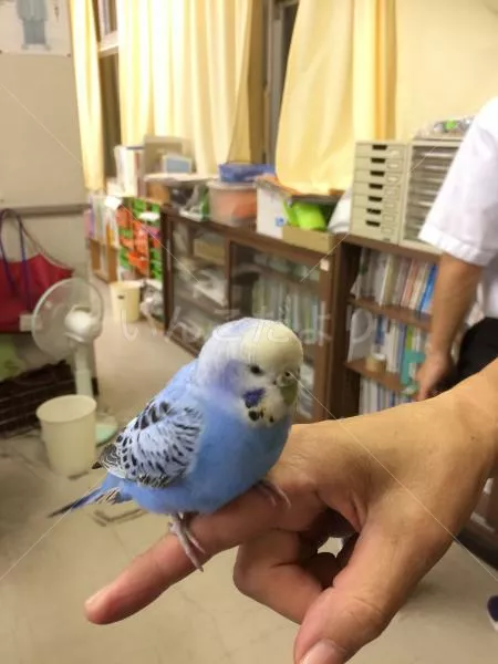 保護鳥の写真