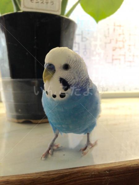 迷い鳥の写真