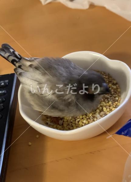 迷い鳥の写真