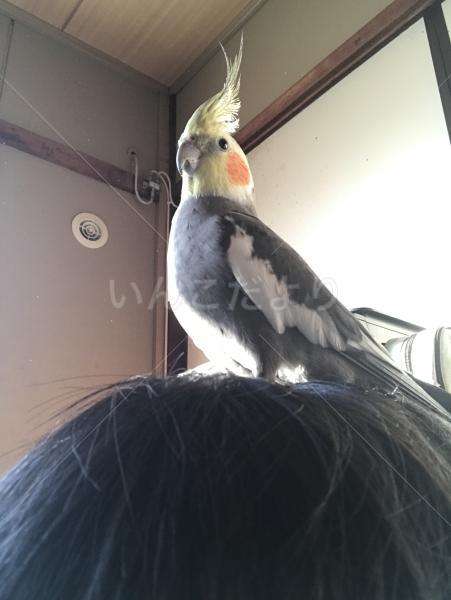 迷い鳥の写真