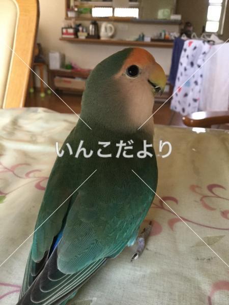 迷い鳥の写真