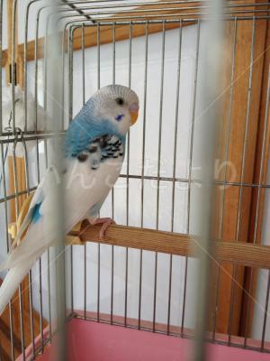 保護鳥の写真