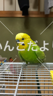 迷い鳥の写真