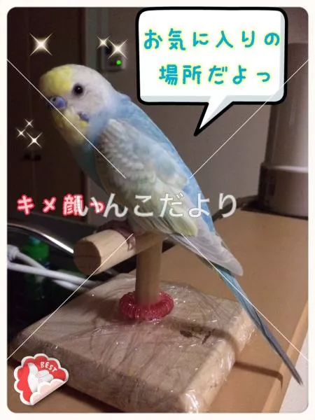 迷い鳥の写真