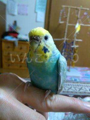 迷い鳥の写真