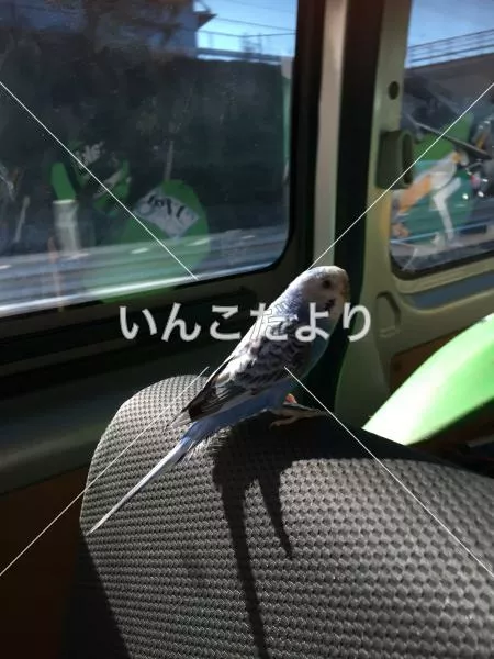 迷い鳥の写真