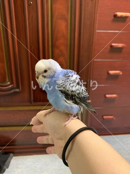 保護鳥の写真