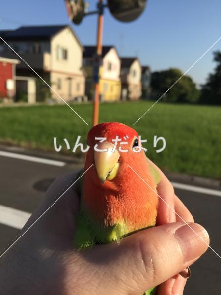 迷い鳥の写真