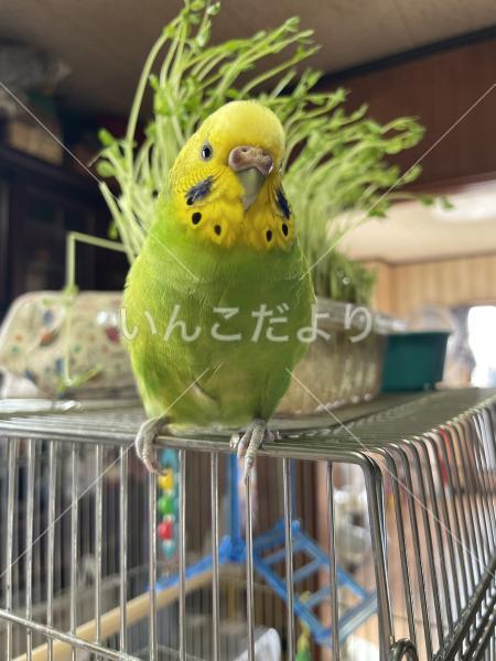 迷い鳥の写真