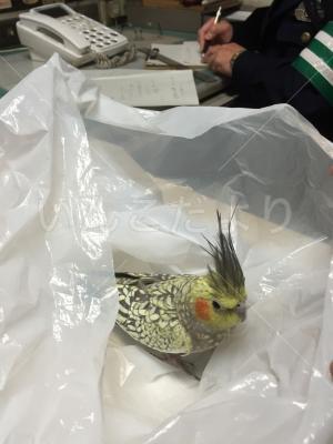 保護鳥の写真