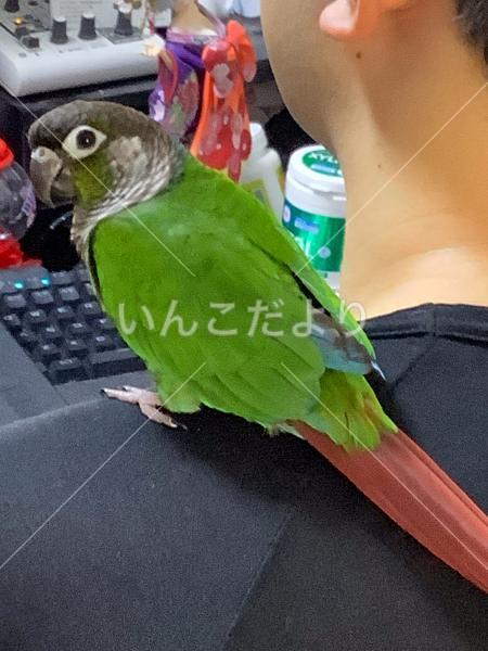 迷い鳥の写真