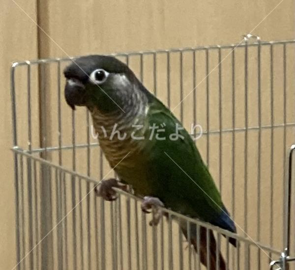 保護鳥の写真