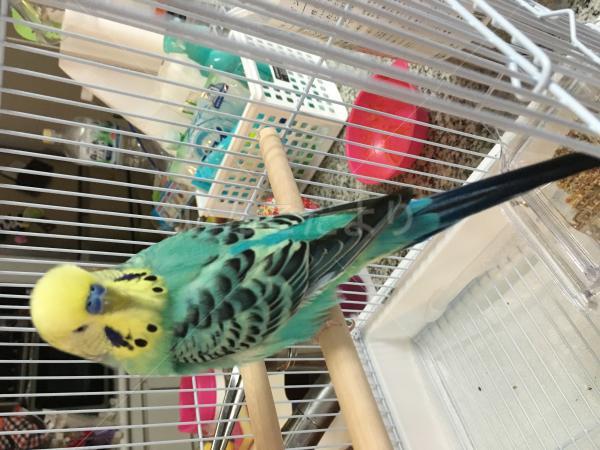 保護鳥の写真