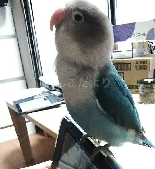 迷い鳥の写真
