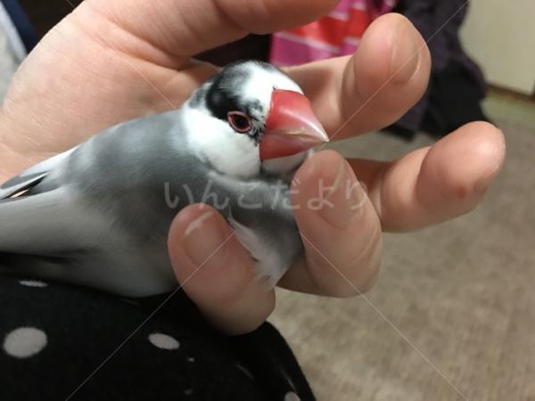 迷い鳥の写真
