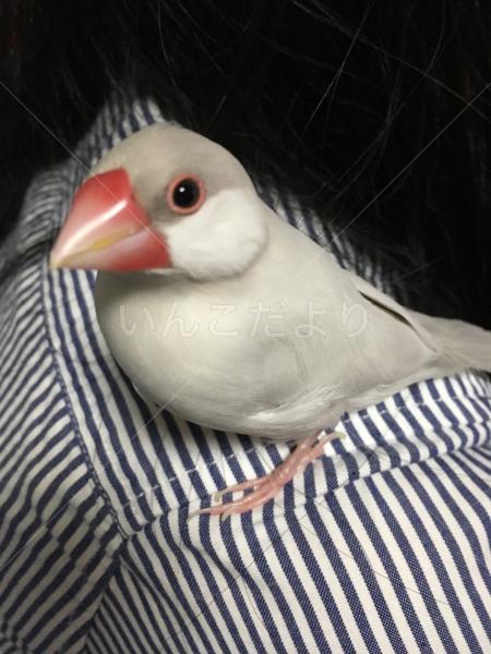 迷い鳥の写真