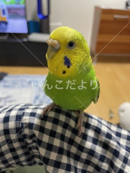 迷い鳥の写真