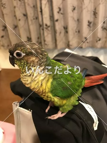 迷い鳥の写真