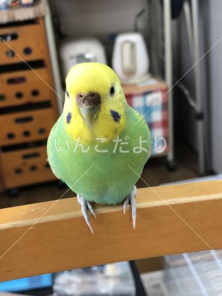 迷い鳥の写真